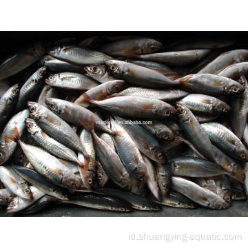 Harga Mackerel Kuda Frozen 16-20cm 20-25cm 25cm